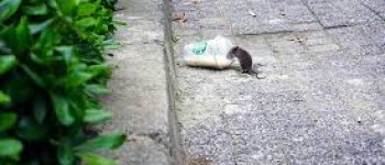 rat op straat